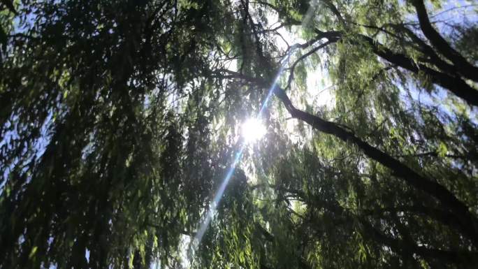 柳树 缝隙 光线