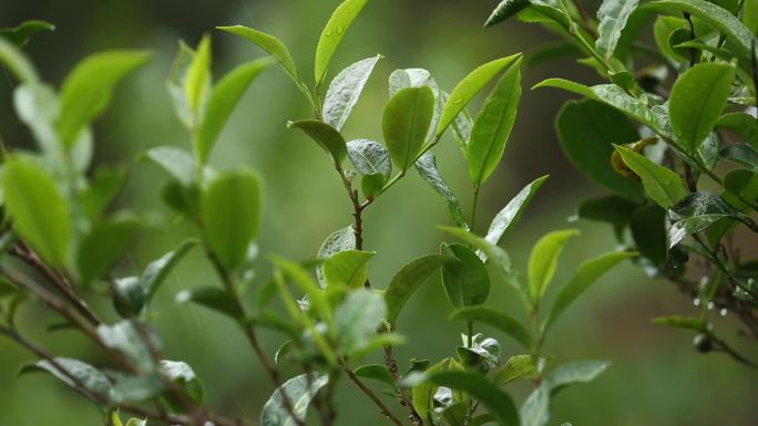 雨后绿茶叶