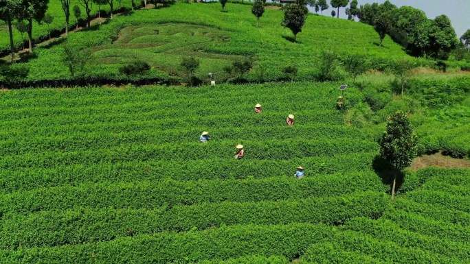 4k 民族服饰采茶制茶茶山