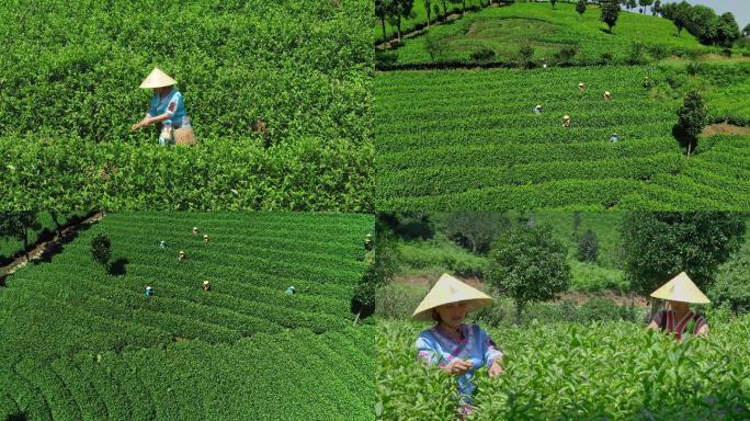 4k 民族服饰采茶制茶茶山