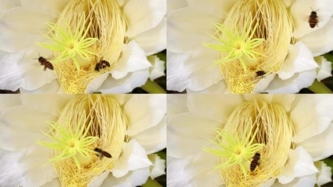 火龙果花蜜蜂蜜蜂采蜜花花瓣 1
