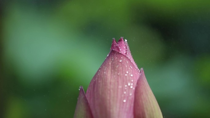 荷花特写