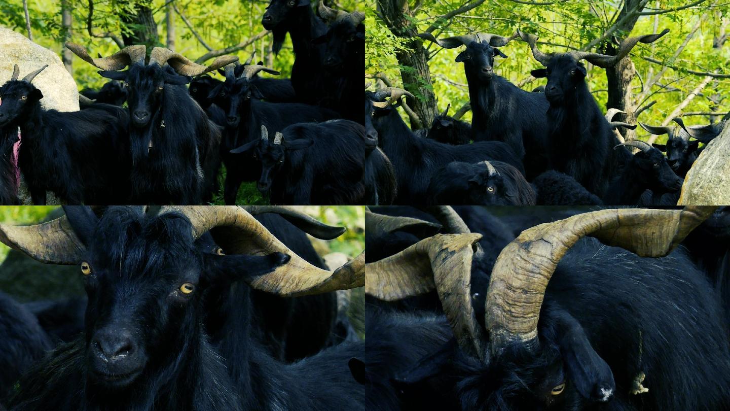 黑山羊羊群