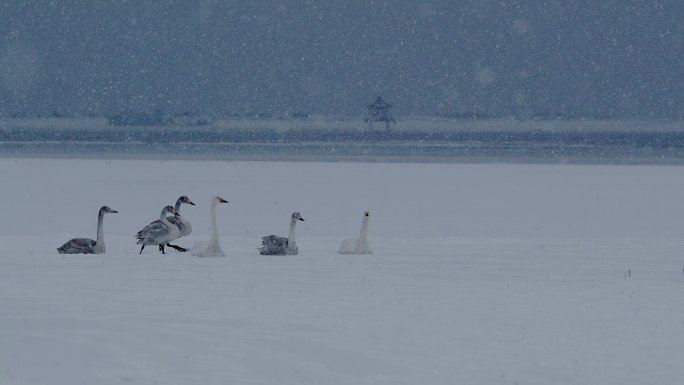 冬季野生天鹅原素特写升格美丽唯美天鹅雪天