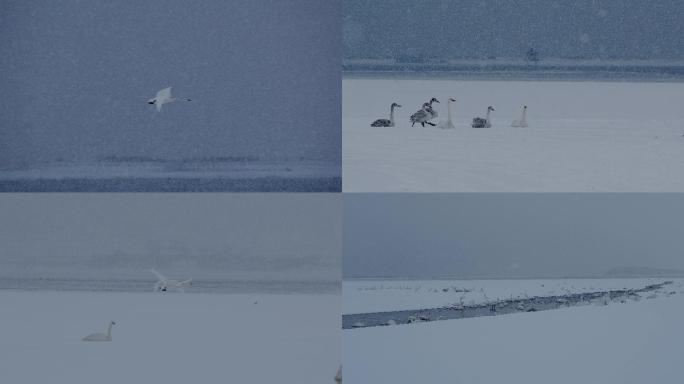 冬季野生天鹅原素特写升格美丽唯美天鹅雪天