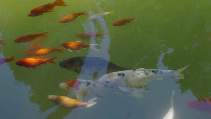 香山公园池塘鲤鱼