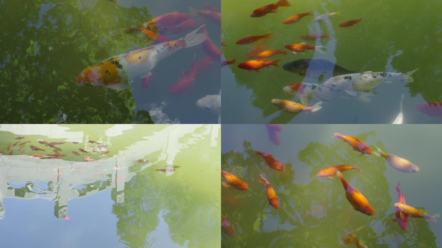 香山公园池塘鲤鱼
