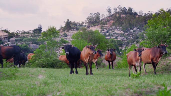 山谷草地上吃草牛群肌肉猛牛小牛斗牛