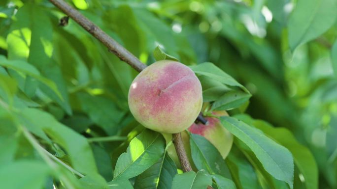 桃子成熟乡村振兴农产品种植