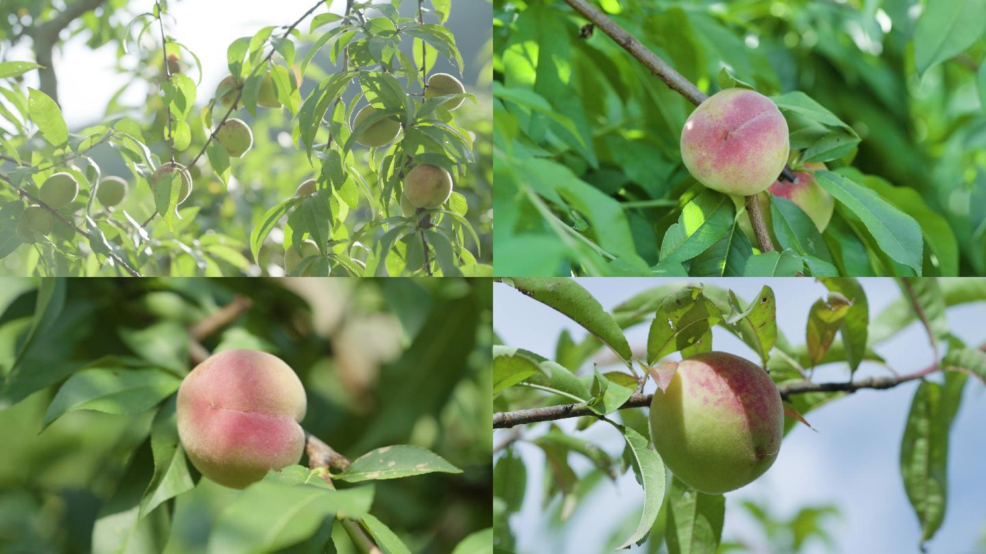 桃子成熟乡村振兴农产品种植