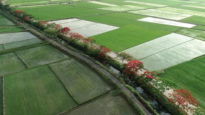 云南边境稻田，最美丽的凤凰花大道