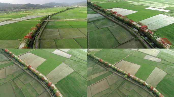 云南边境稻田，最美丽的凤凰花大道