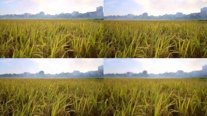 水稻农田丰收季节稻谷熟了 7
