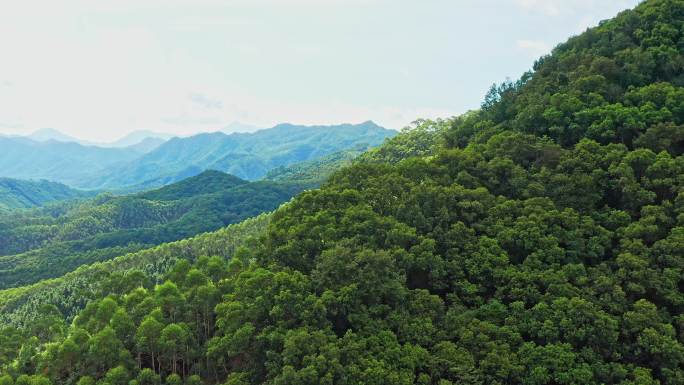 山脉横移看见远山山脉丛林