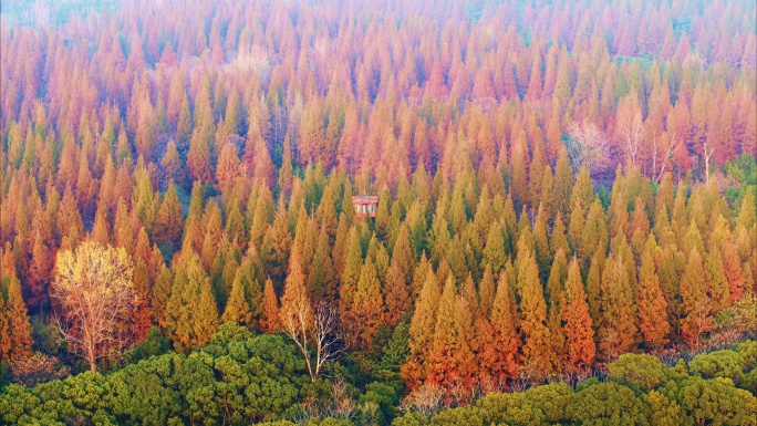 航拍上海崇明东平森林公园