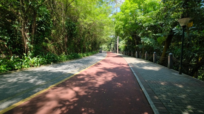 道路林荫小道景区步道