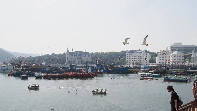 码头海鸥场景