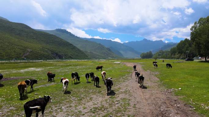 航拍高原山村黄牛