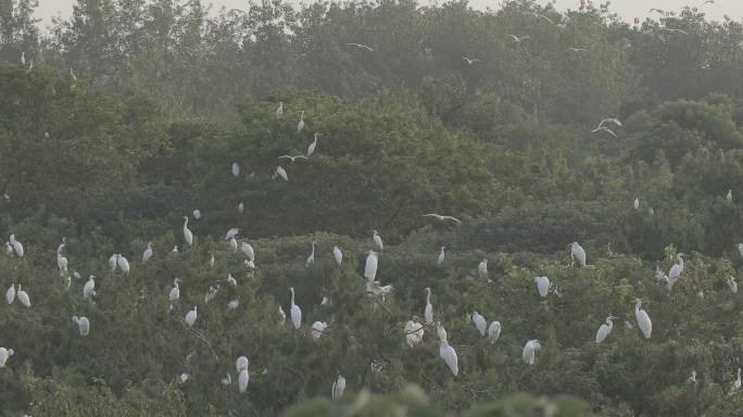 洪泽湖林场白鹭