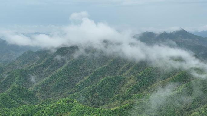 航拍江南浙江山区云雾云海竹林竹山竹海