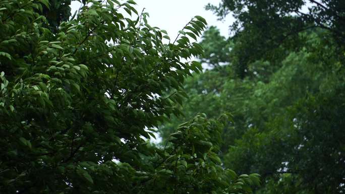 暴雨