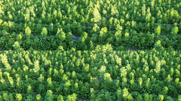 俯拍生菜制种田地