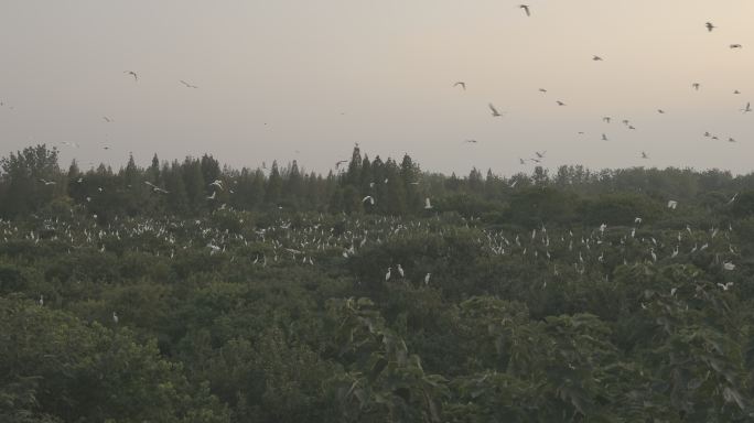 洪泽湖白鹭群飞