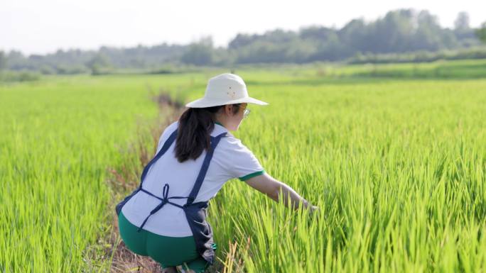 4K年轻女性使用平板电脑检查水稻生长情况