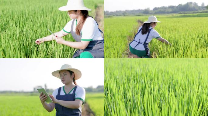 4K年轻女性使用平板电脑检查水稻生长情况