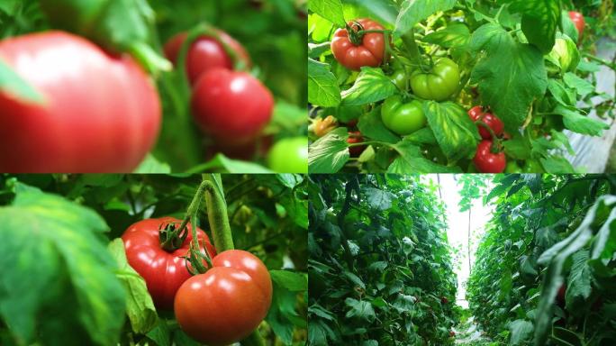 农村大棚西红柿红番茄农产品