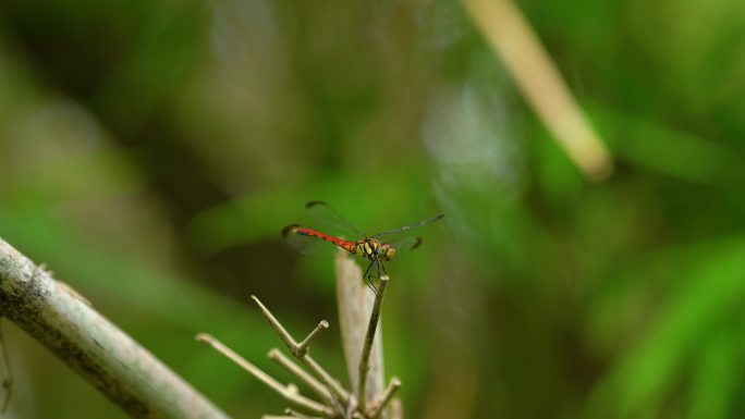 4k夏日竹子上的红色蜻蜓