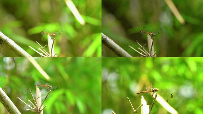 4k夏日竹子上的红色蜻蜓
