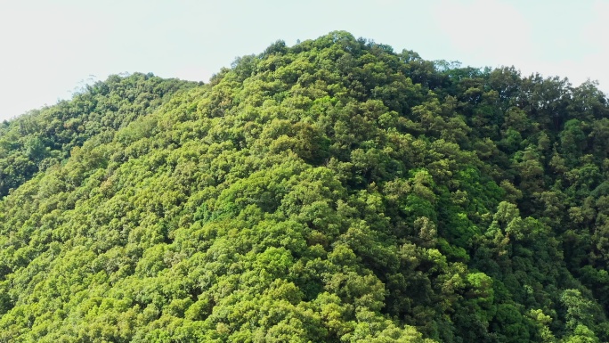 茂密丛林山脉山头右环绕