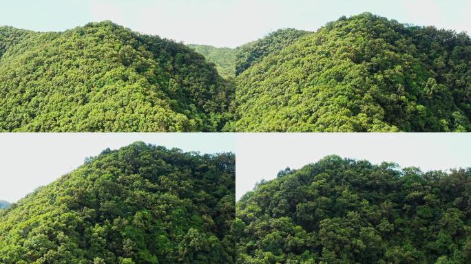 茂密丛林山脉山头右环绕