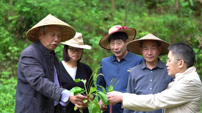 老人戴斗笠野外寻中草药老中医乡村医生中医