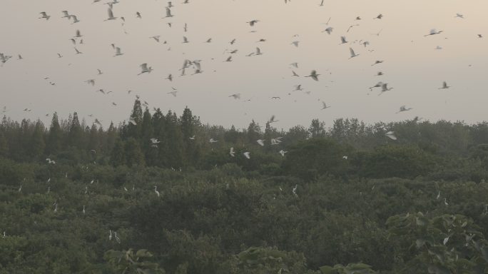 洪泽湖林场白鹭群飞