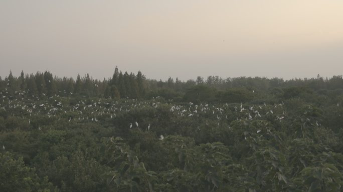 洪泽湖林场白鹭