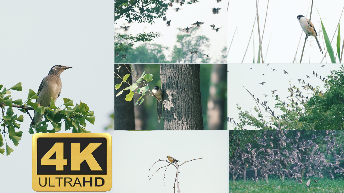 黄鹂站在树枝上 一大群掠鸟 鸟