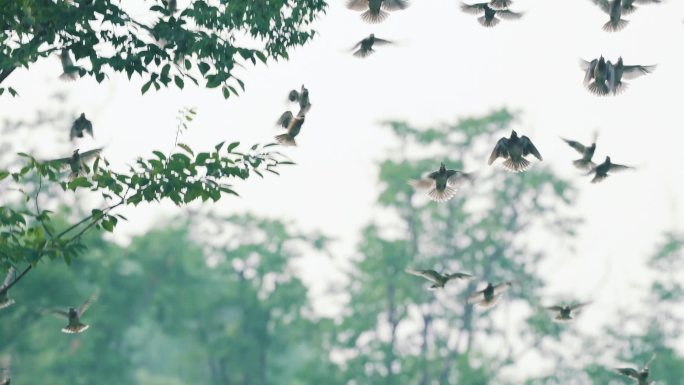 黄鹂站在树枝上 一大群掠鸟 鸟
