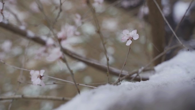 寒风中的腊梅 雪中腊梅 腊梅雪中绽放