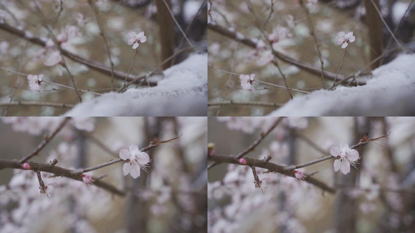 寒风中的腊梅 雪中腊梅 腊梅雪中绽放