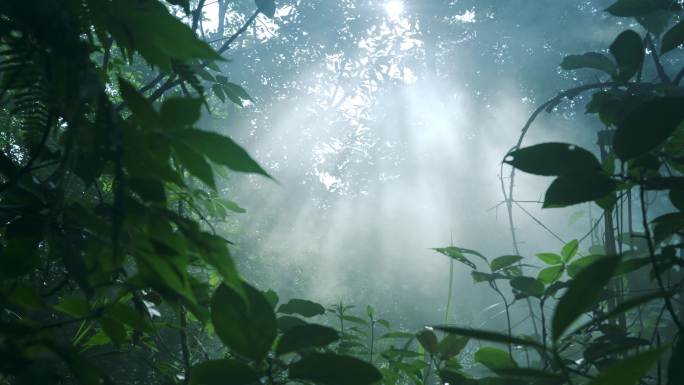 清晨朦胧原始森林幽静丛林