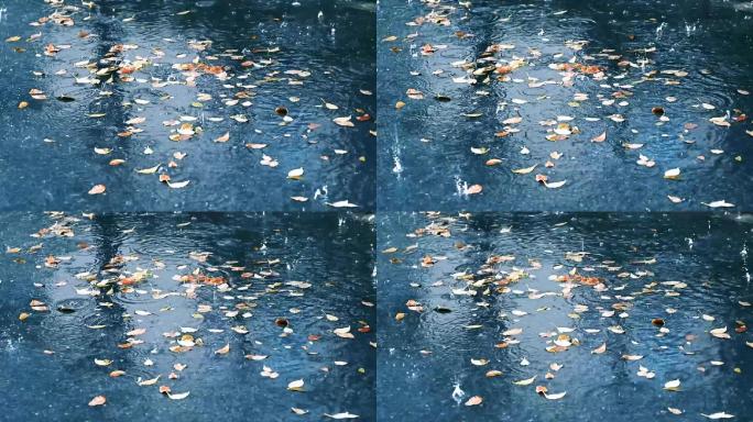 下雨天树叶掉落地上实拍视频