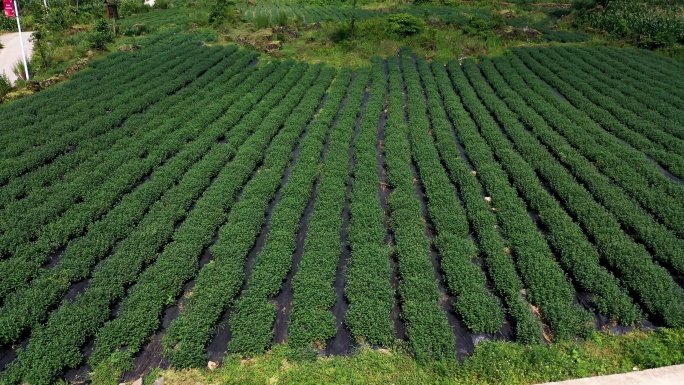 菊花种植航拍4K