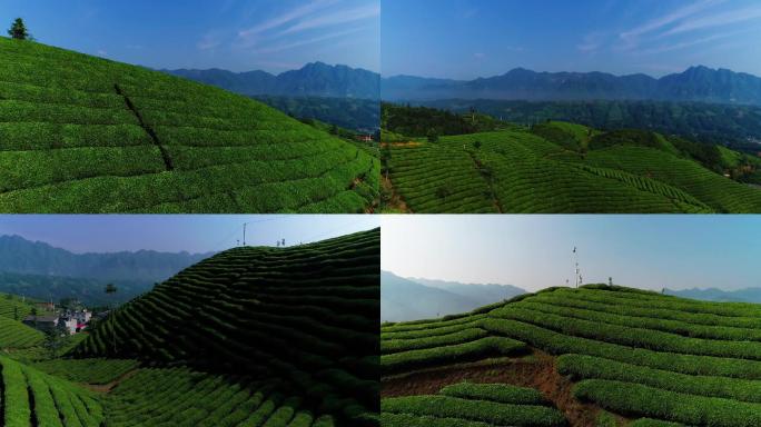 湖北恩施鹤峰木耳山茶园茶山