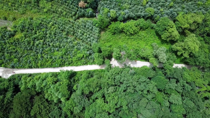 航拍汽车开过林间小路