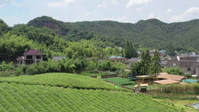 绍兴市越城区云松村茶园航拍