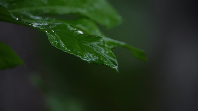 雨中植物滴水雨滴滴水雨水惊蛰谷雨立春意境