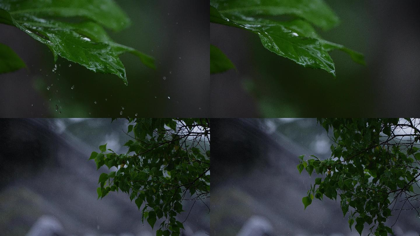 雨中植物滴水雨滴滴水雨水惊蛰谷雨立春意境