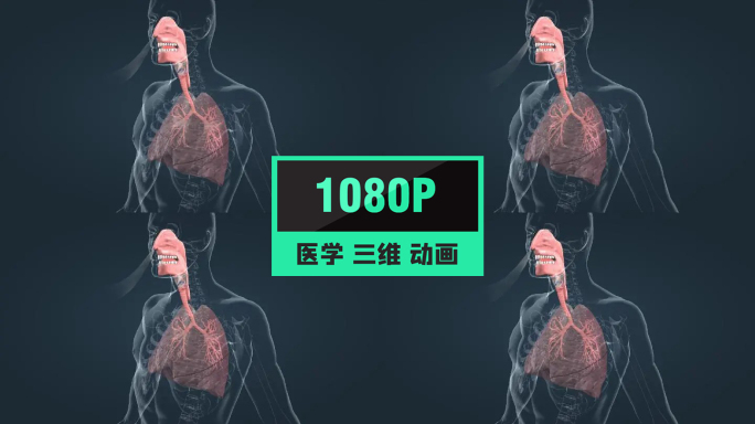 人体呼吸系统肺功能肺呼吸肺活量三维动画